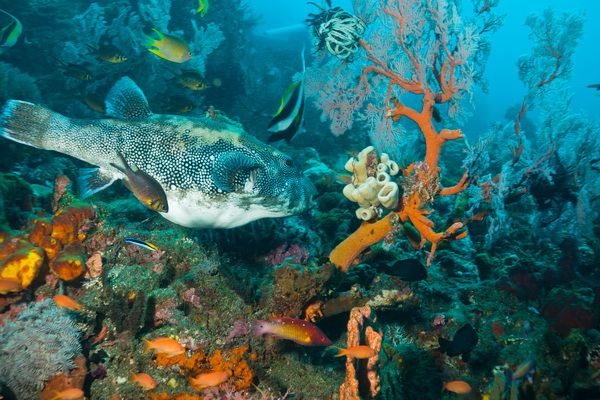 Menjangan Dive & Snorkel sites - pufferfish pez globo