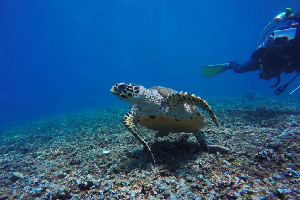 Sites de Plongée & Snorkeling Amed - tortue de mer sur le site de plongée de Batu Dawa