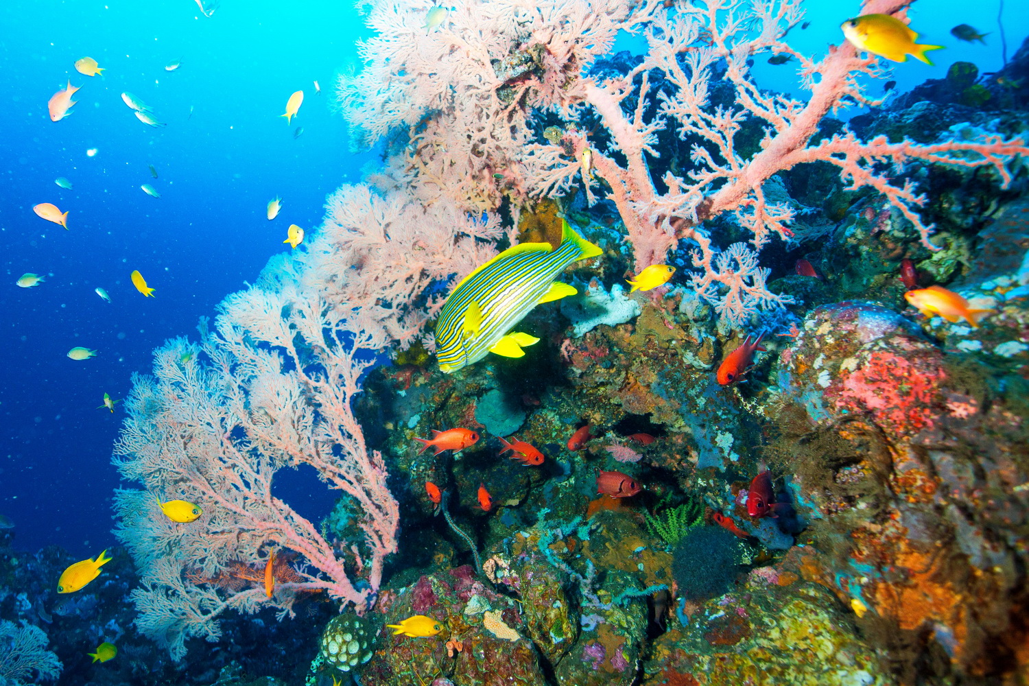 Tulamben Area Dive & Snorkel sites Amed Dive Center Bali Amed Dive