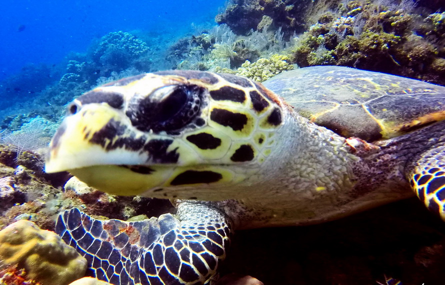 Galería de fotos Centro de Buceo Amed - tortuga marina