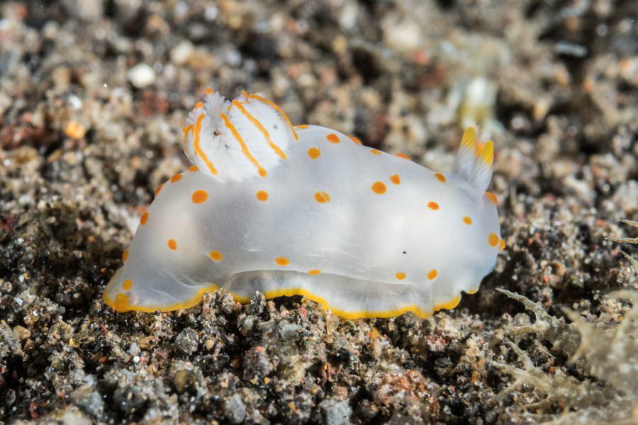 nudibranch en el sitio de buceo Amed Ghost Bay
