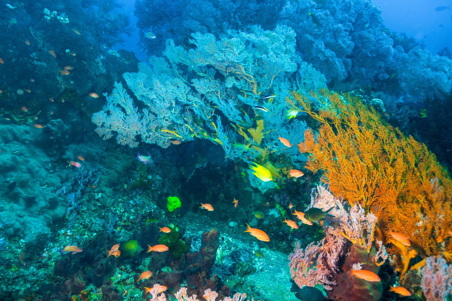 Amed Rosario New York Mets Rookie Bobblehead main image 1