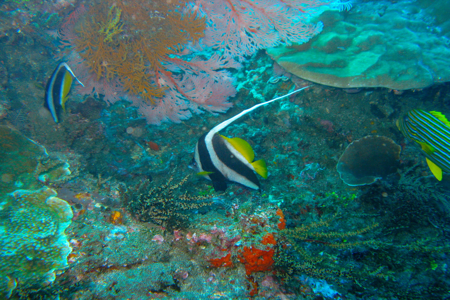 Amed Area Dive & Snorkel sites Amed Dive Center Bali Amed Dive