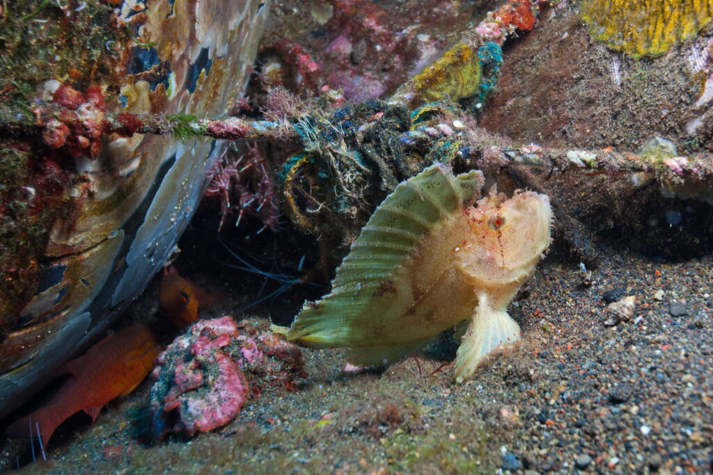 Frogfish en arrecife artificial Amed Ghost Bay - Bali