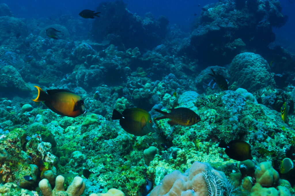 Peces de coral en el sitio de buceo Amed