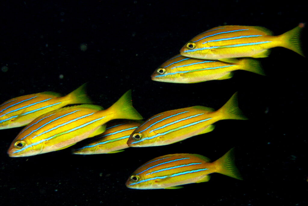 Menjangan Sitios Buceo & Esnórquel - banco de peces amarillos