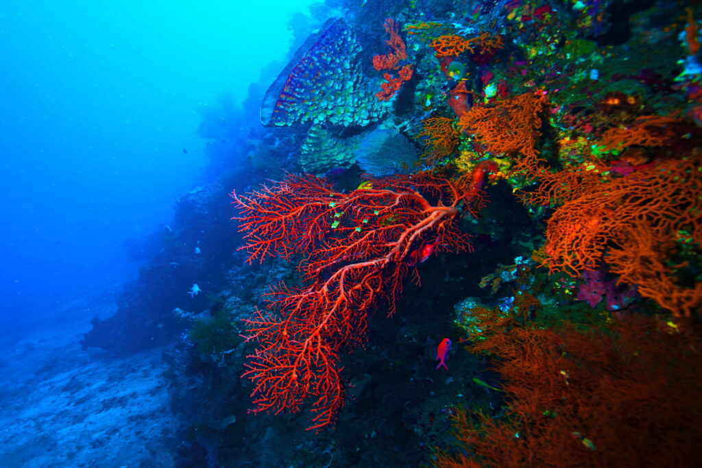 Korallenriff im tropischen Meer