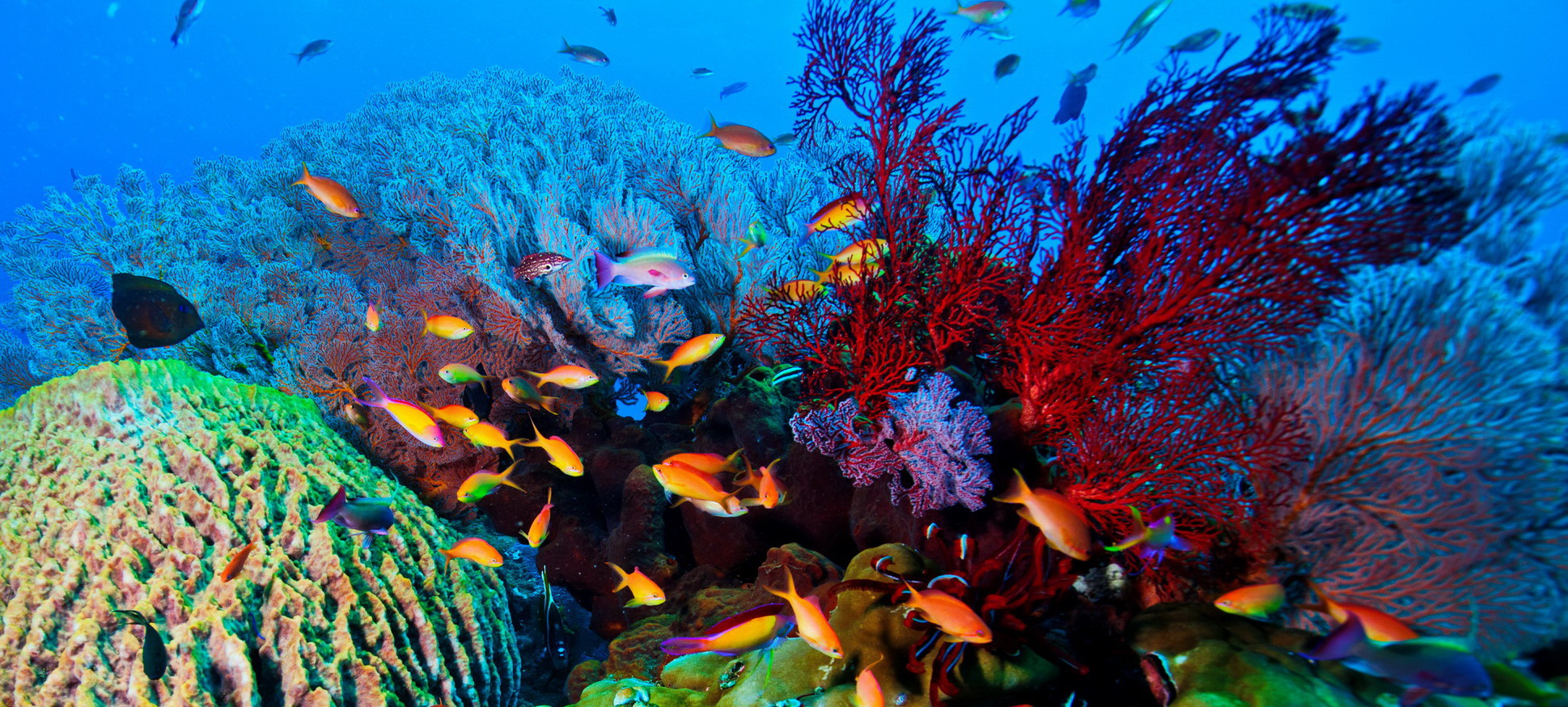 Scuba Diving & Snorkeling - Amed Dive Center Bali - Amed Dive Center ...