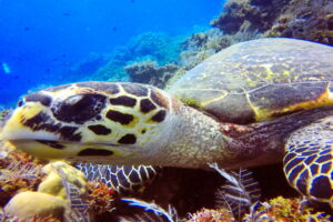 Dive sites Amed Bali
