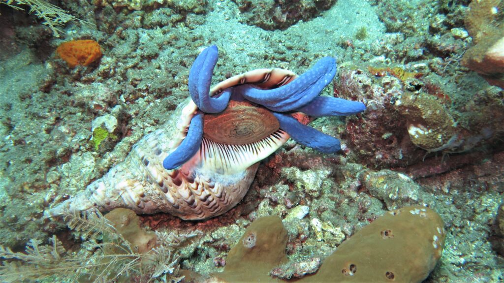 blue-starfish-in-large-shell-at-Tulamben-coral-garden